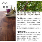 ダイニング 5点セット(テーブル+チェア4脚) W120 天然木 ウォールナット無垢材